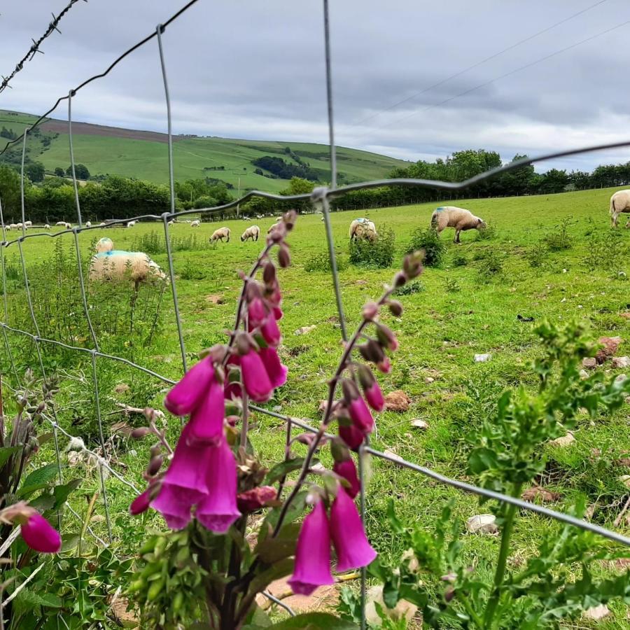 Foxglove Accommodation Craven Arms Eksteriør billede